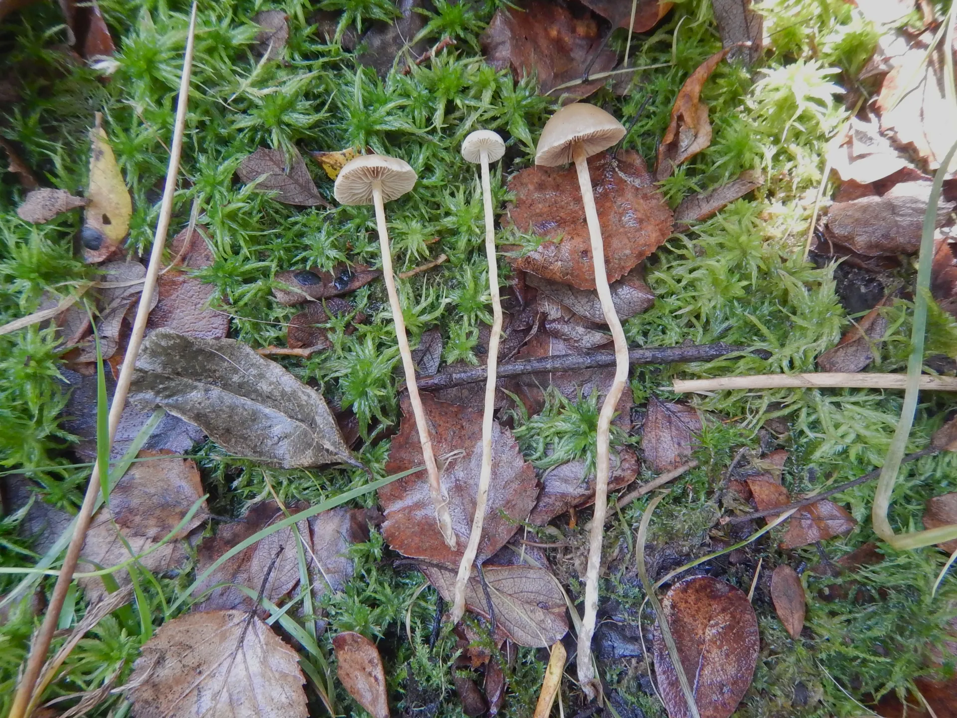 Hypholoma elongatum, 23-10-10 (1)